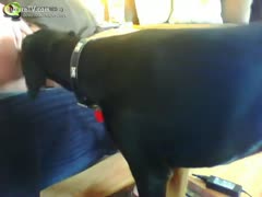 A woman's huge pussy is eaten by a dog.